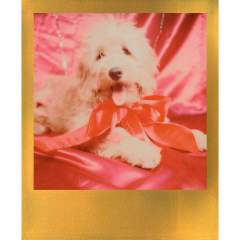 Polaroid Originals 600 Color pikafilmi (Gold Frame Edition)